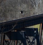 One of three eagles spotted while waiting for the NS research and test train to make an appearance